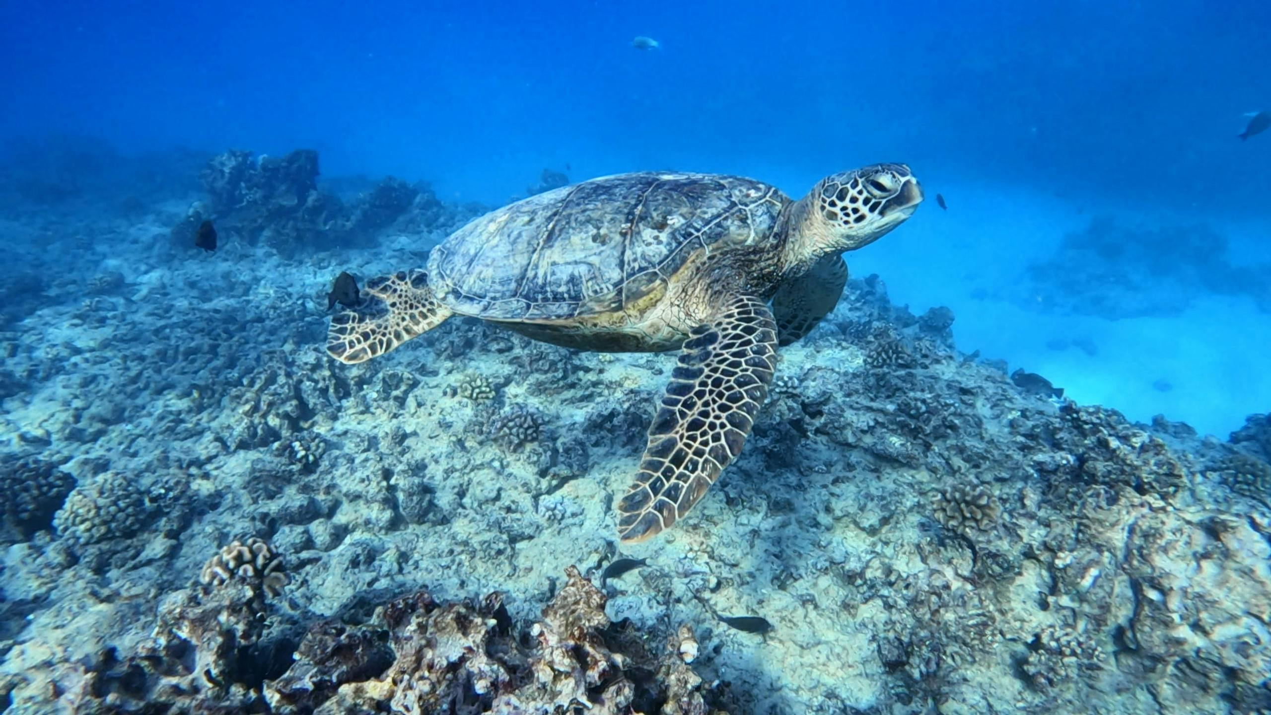 Introductory Scuba Diving Experience - Photo 1 of 2